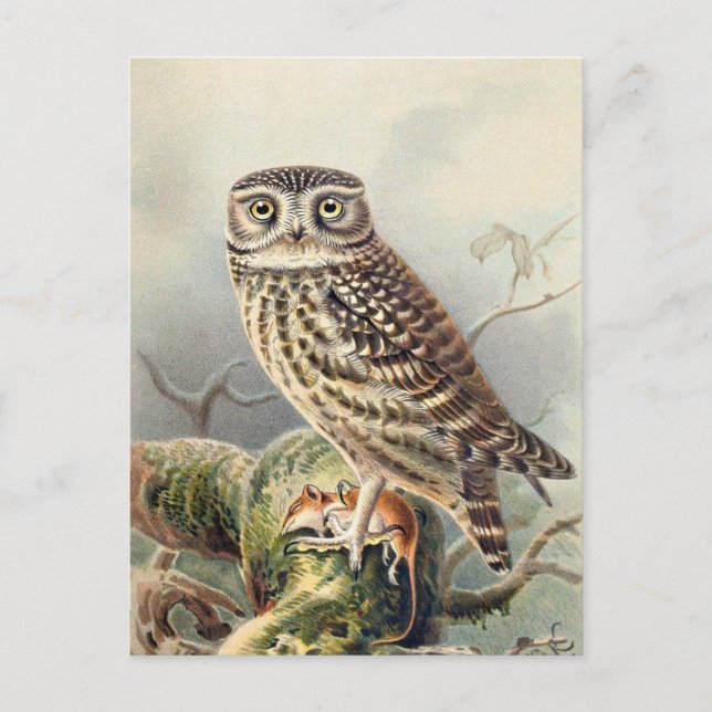 Vintage Owl Illustration Postkarte (Vorderseite)