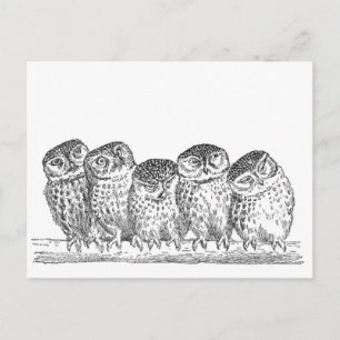 Vintage Owls Postkarte