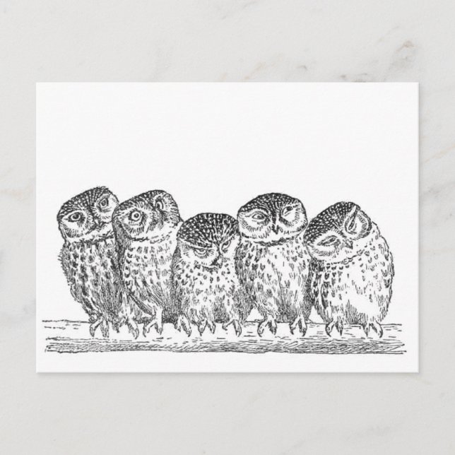 Vintage Owls Postkarte (Vorderseite)