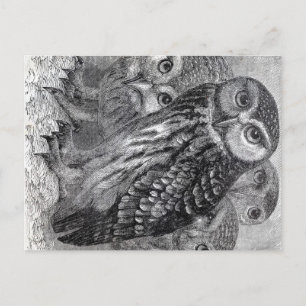 Vintage Owls Postkarte