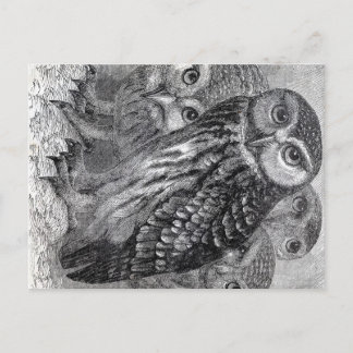 Vintage Owls Postkarte