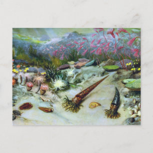 Vintage Ozean Meeresleben - Muscheln, Fische, Kora Postkarte