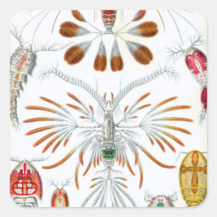 Vintage-Ozean-Tiere, Copepoda von Ernst Haeckel Quadratischer Aufkleber