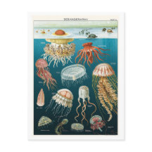 Vintage-Ozeanographie-Qualle-Plakat