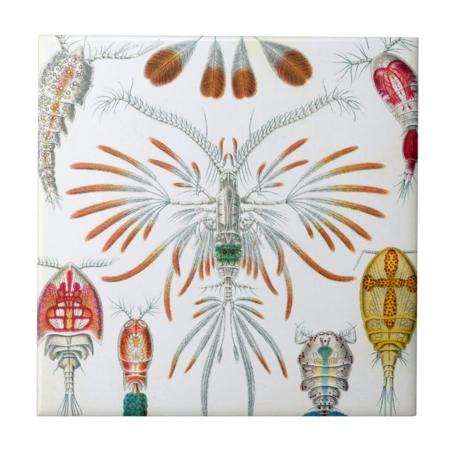 Vintage Ozeantiere, Copepoda von Ernst Haeckel Fliese (Vorderseite)
