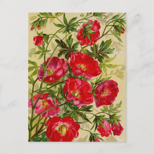 Vintage Packkarten für Saatgut, Porto, Geschenke Postkarte (Vorderseite)