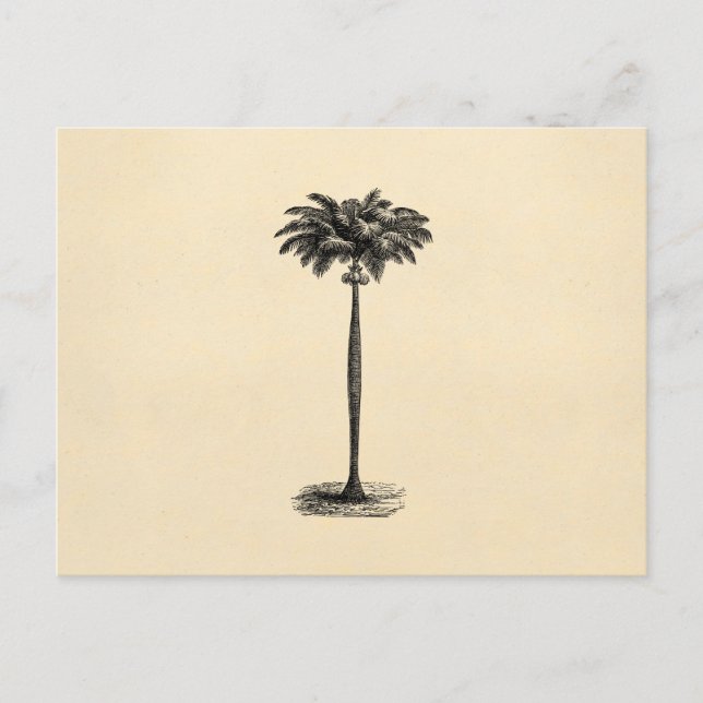 Vintage Palm-Baum-Vorlage Postkarte (Vorderseite)