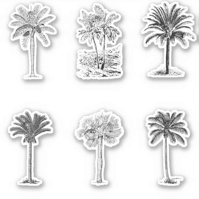 Vintage Palmbaumskizzen Aufkleber (Vorderseite)