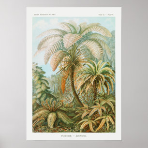 Vintage Palmen, Retro Botanisch Poster