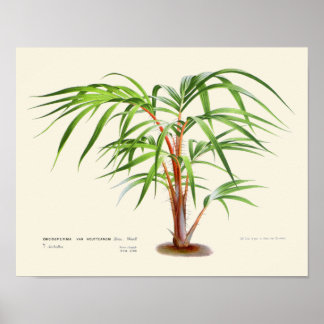 Vintage Palmenbotanische Printwerbung Poster