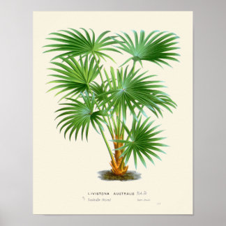 Vintage Palmenbotanische Printwerbung Poster
