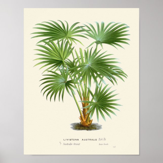 Vintage Palmenbotanische Printwerbung Poster (Vorne)