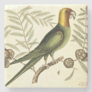 Vintage-Papagei von Carolina Naturalist-Illustrati Steinuntersetzer