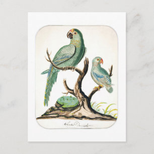 Vintage Papageien-Illustration Postkarte