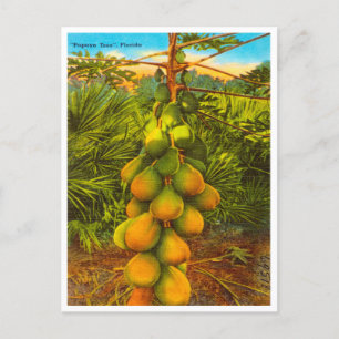 Vintage Papaya-Baum, Florida-Reisepostkarte Postkarte