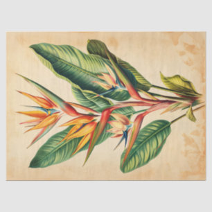 Vintage Paradiesvogel-Illustration Decoupage Seidenpapier