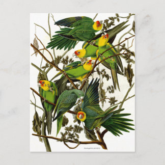 Vintage Parakeets Postkarte