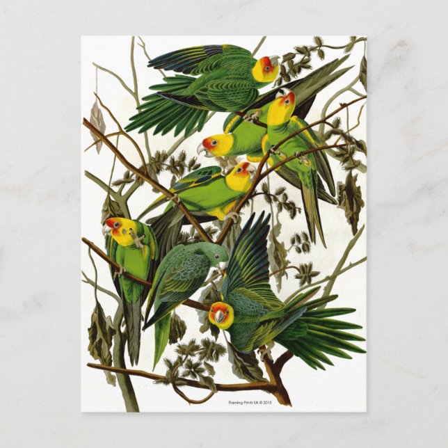 Vintage Parakeets Postkarte (Vorderseite)
