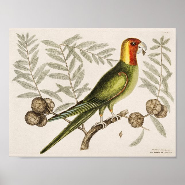 Vintage Parrot-Illustration Poster (Vorne)