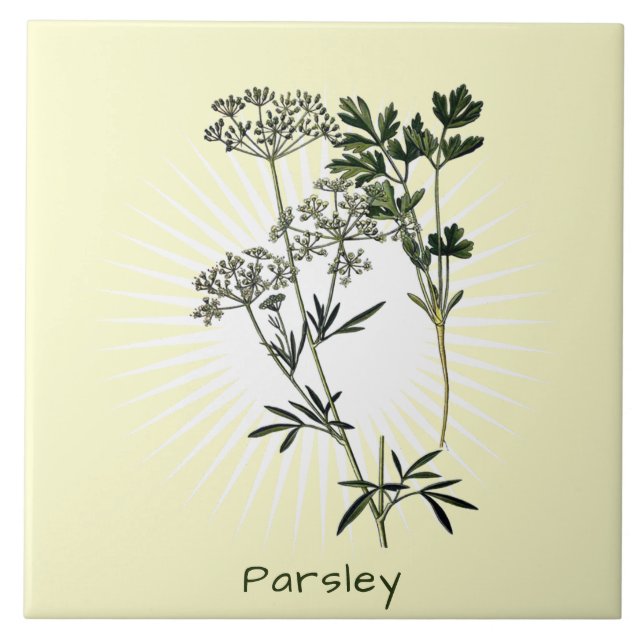 Vintage Parsley Herb Keramik Fliese (Vorderseite)