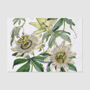 Vintage Passion Blume Wein Seidenpapier