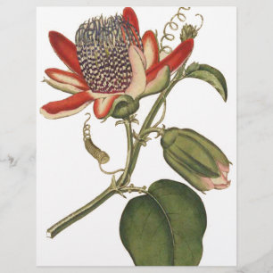 Vintage Passionsblume Flyer