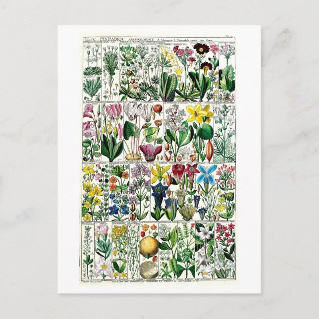 Vintage PEingänge Botanische Übersicht Postkarte (Vorderseite)