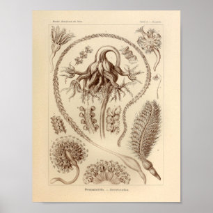 Vintage Pennatulida Farbe Ernst Haeckel Druck Poster