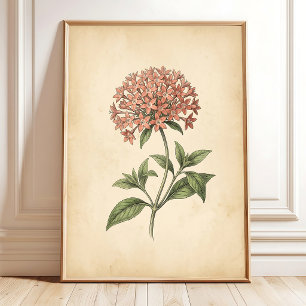 Vintage-Pentas-Blumenkunst druck Poster