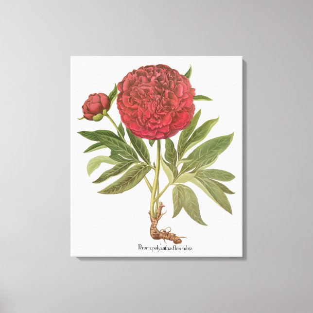 Vintage Peonies, Peony-Blume von Basilius Besler Leinwanddruck (Vorderseite)