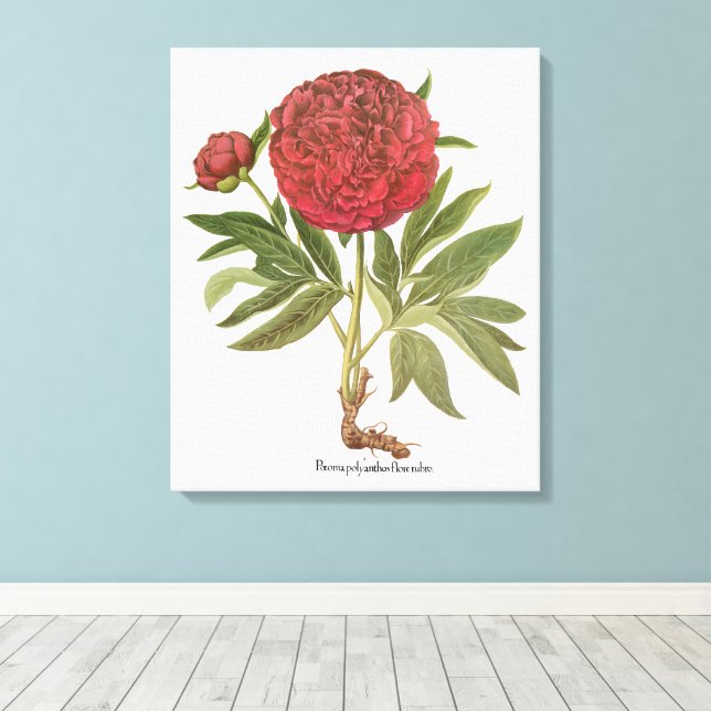 Vintage Peonies, Peony-Blume von Basilius Besler Leinwanddruck (Insitu (Holzboden))