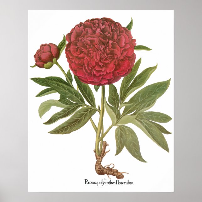 Vintage Peonies, Peony-Blume von Basilius Besler Poster (Vorne)