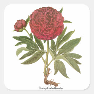 Vintage Peonies, Peony-Blume von Basilius Besler Quadratischer Aufkleber