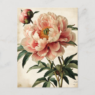 Vintage Peonies Postkarte