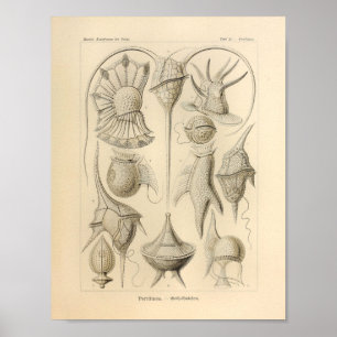 Vintage Peridinea Farbe Ernst Haeckel Druck Poster