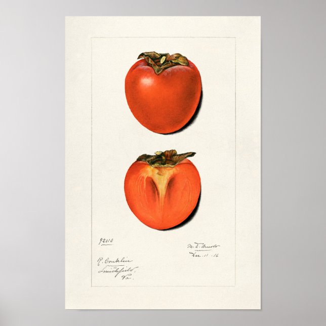 Vintage Persimmons Fruchtsaftfarbe Poster (Vorne)