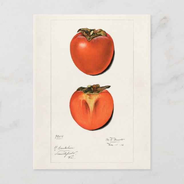 Vintage Persimmons Fruchtsaftfarbe Postkarte (Vorderseite)