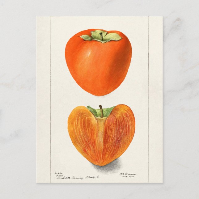 Vintage Persimmons Fruchtsaftfarbe Postkarte (Vorderseite)