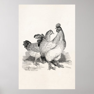 Vintage personalisierte Hühner Hahn Cochin Vögel Poster