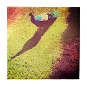 Vintage-Pfau auf grünem Rasen Fliese