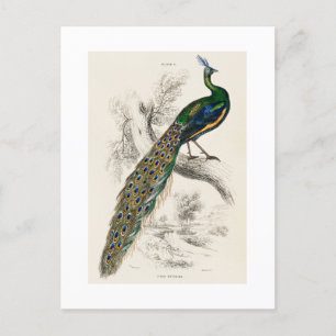 Vintage-Pfau-Naturhistoriedruck Postkarte