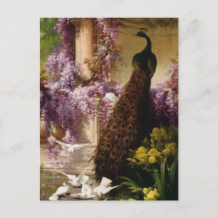 Vintage Pfau Postkarte