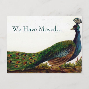 Vintage-Pfau-Umzugs-Postkarten Ankündigungspostkarte