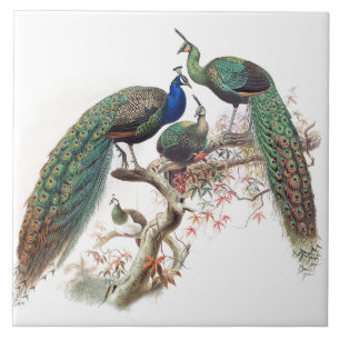 Vintage Pfau-Vogel-Tier-Tier-Fliese Fliese