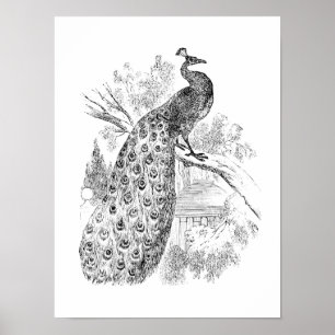 Vintage Pfauen-Illustration Vorlage aus dem 19. Ja Poster