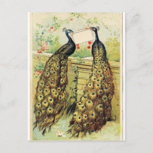 Vintage Pfauen Postkarte