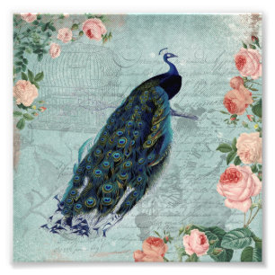 Vintage Pfauen- und Rosenillustration Fotodruck