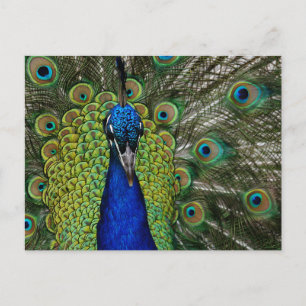 Vintage Pfauenillustration Postkarte