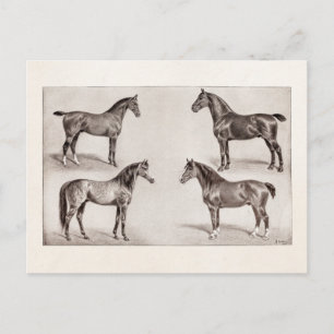 Vintage-Pferd Arabisches Jägerpferd Illustration Postkarte