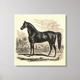 Vintage-Pferd aus dem 19. Jahrhundert - Morgan-Rei Leinwanddruck